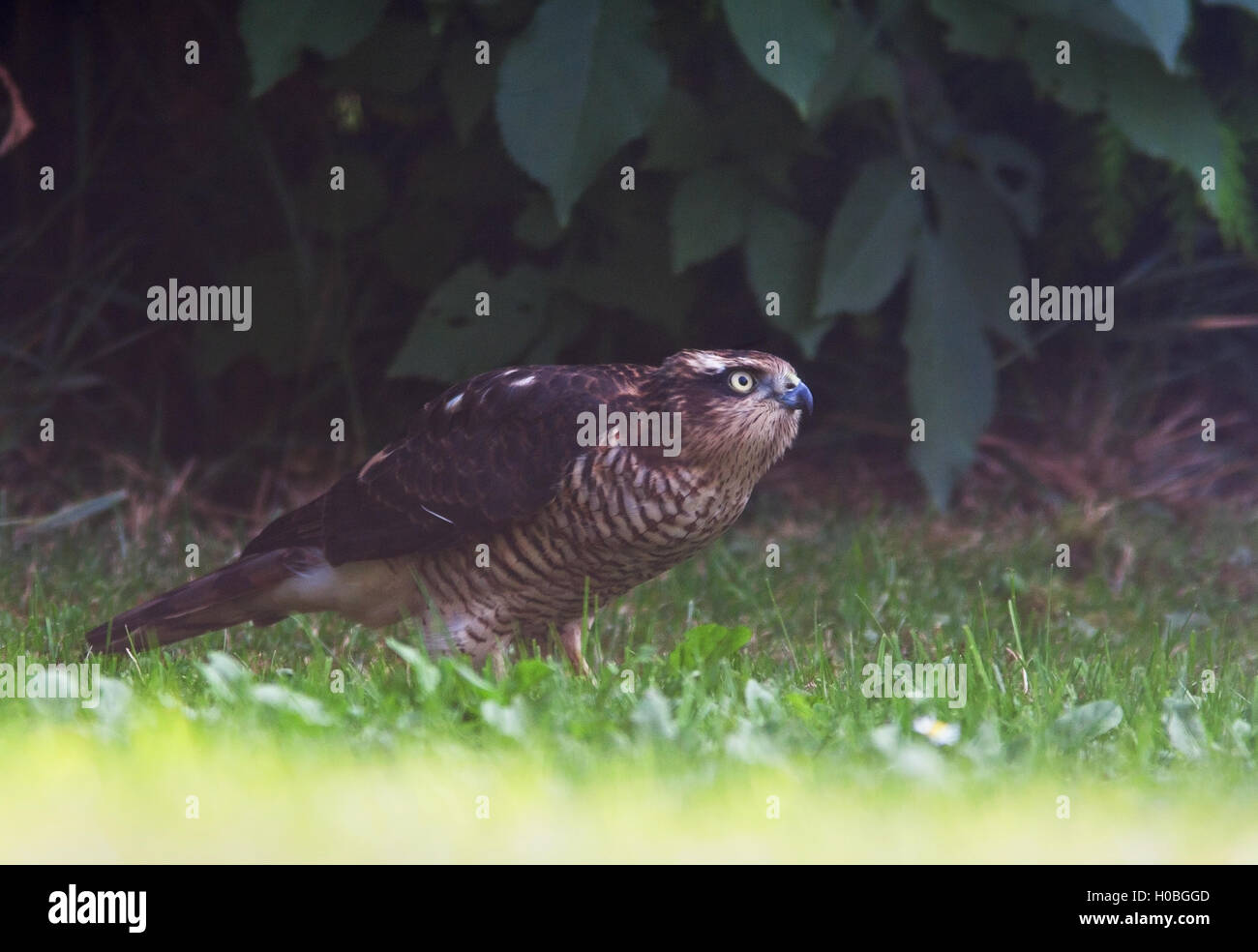 Photographie par © Jamie Callister. Épervier chasse dans le jardin arrière, Ruthin, Denbighsire, au nord du Pays de Galles, 14 septembre 2016. Banque D'Images