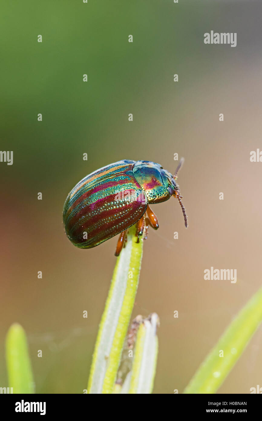 Rosemary Beetle (Chysolina americana) Banque D'Images