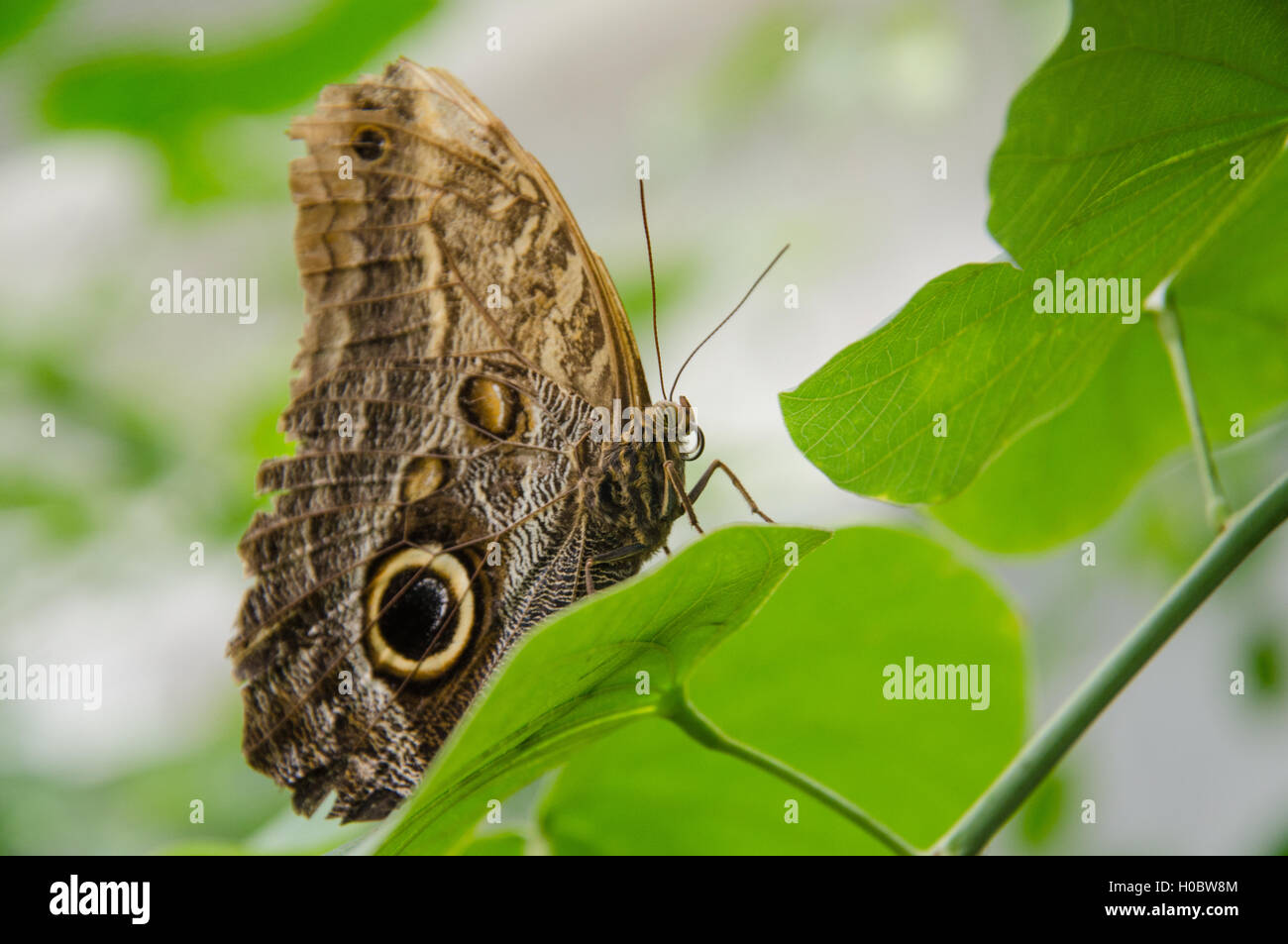 Papillon hibou géant assis sur une feuille Banque D'Images