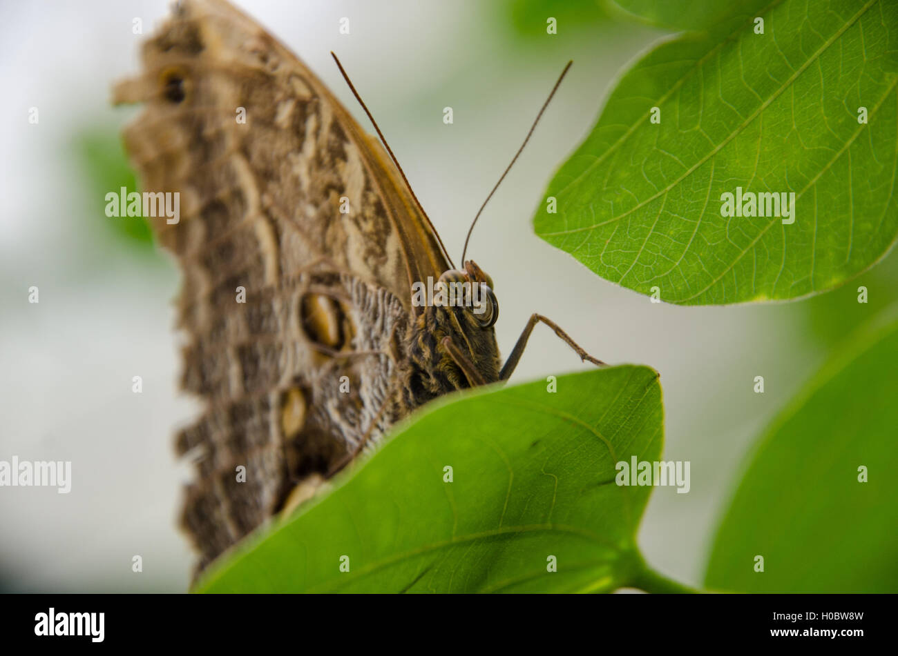 Papillon hibou géant assis sur une feuille Banque D'Images