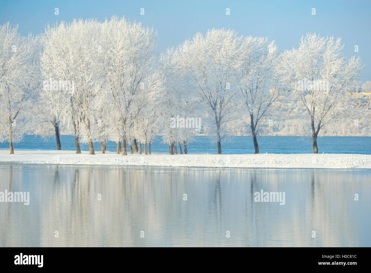 Arbres d'hiver glacial sur Danube Banque D'Images