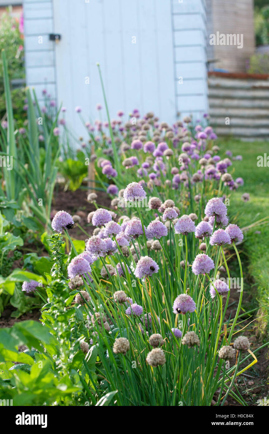 fleurs d’Allium Banque D'Images