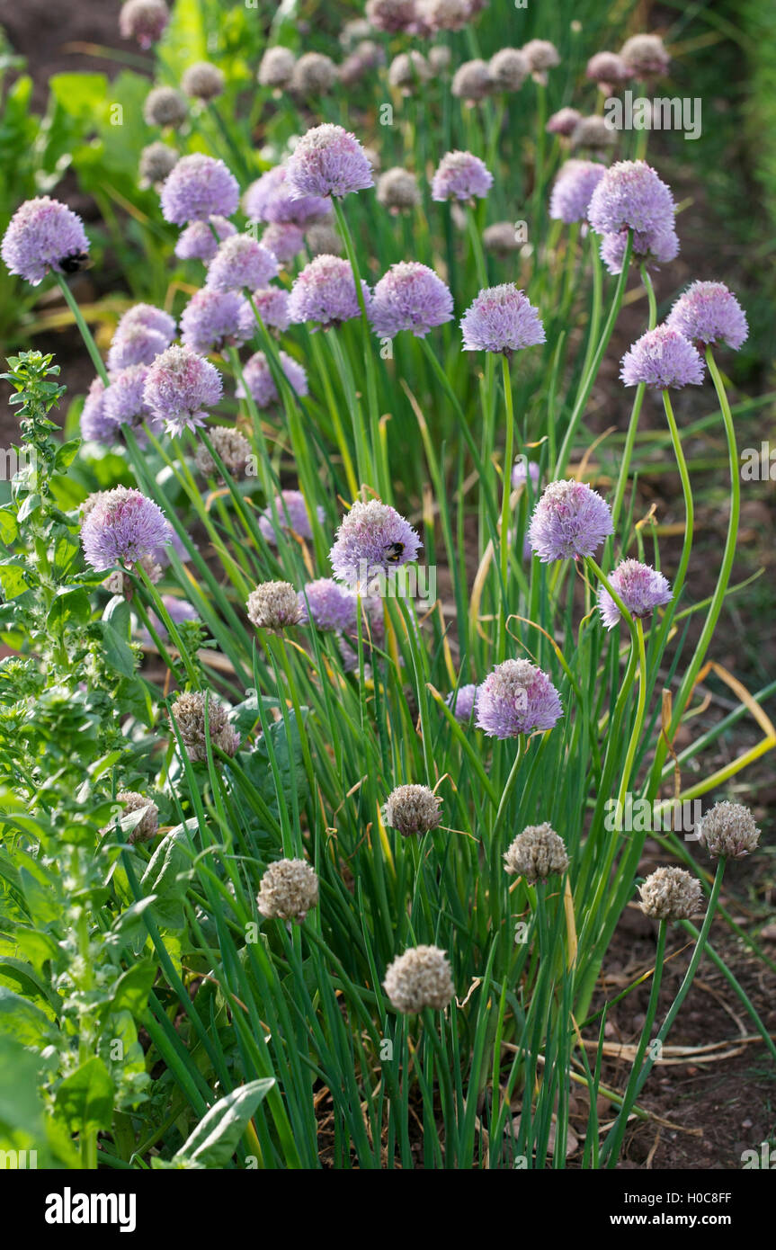 Fleurs d’Allium. Banque D'Images