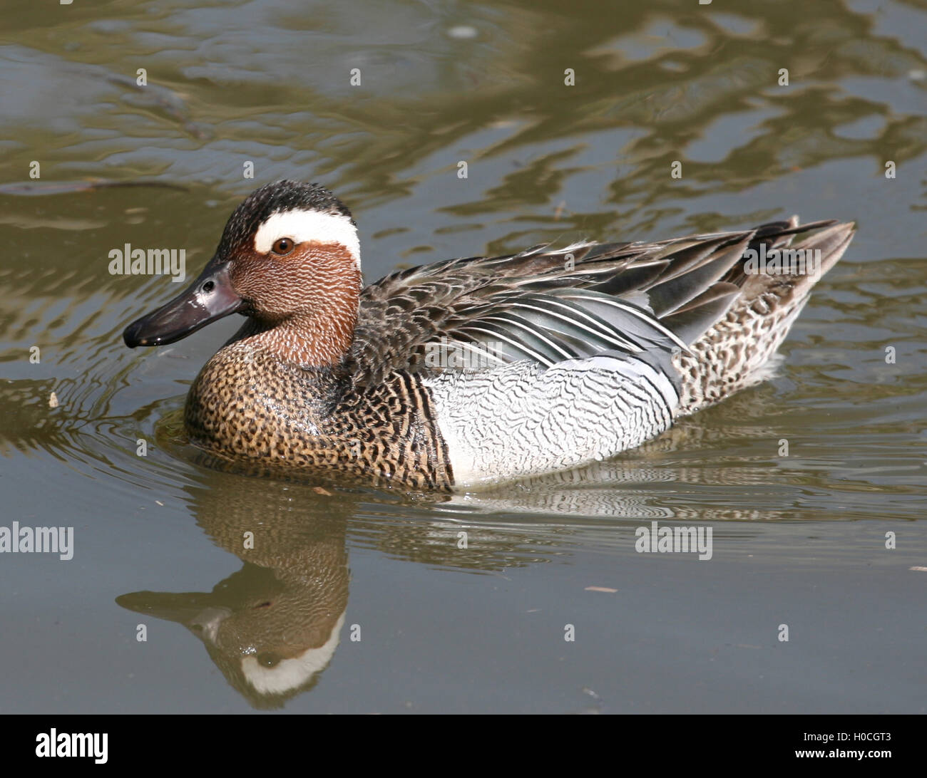 Sarcelle d'été mâle à Slimbridge WWT en mai 2016. Banque D'Images