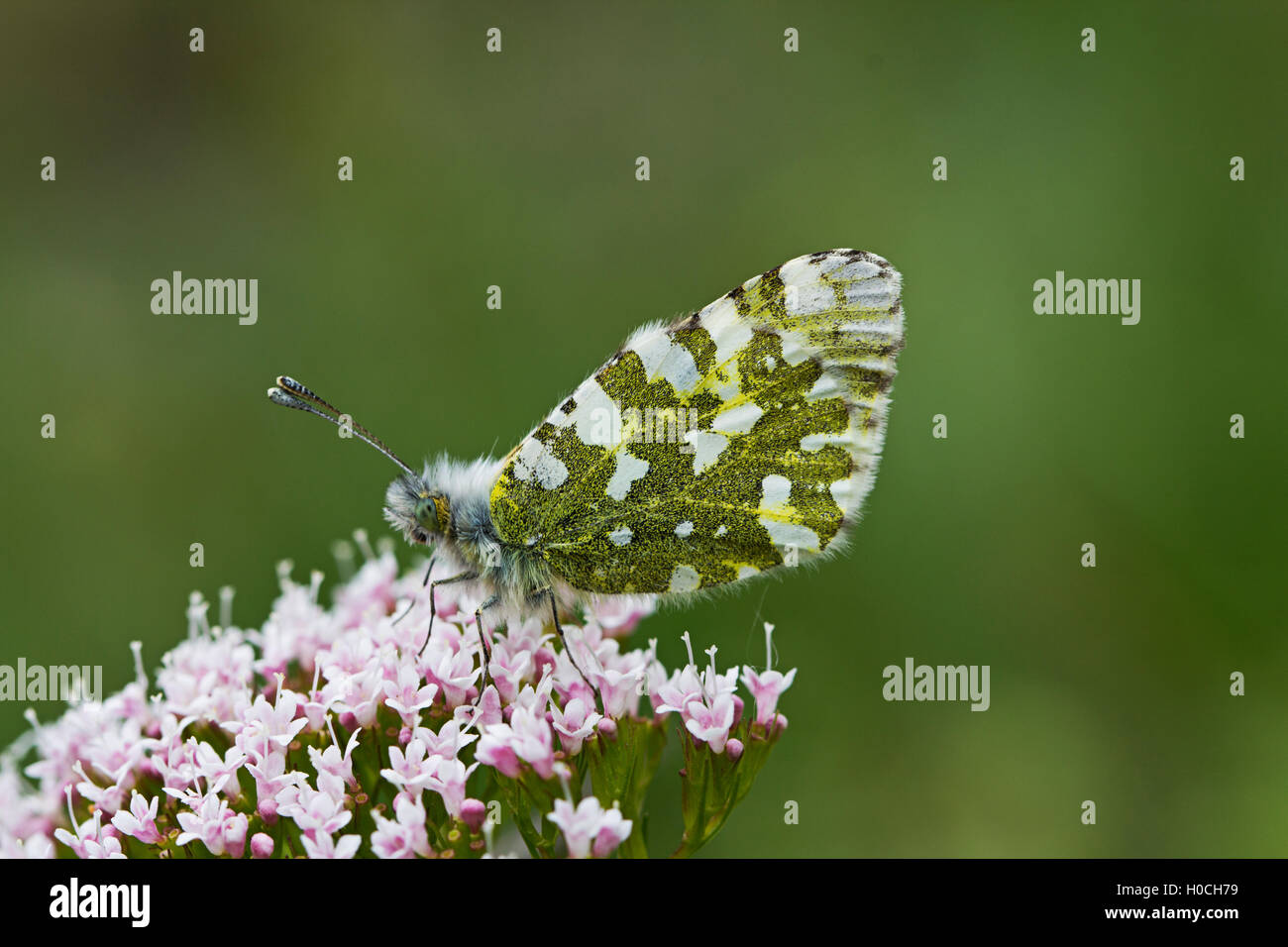 Femme papillon Orange Tip (Anthocharis cardamines) sur des Valériane (Valeriana officinalis). Banque D'Images