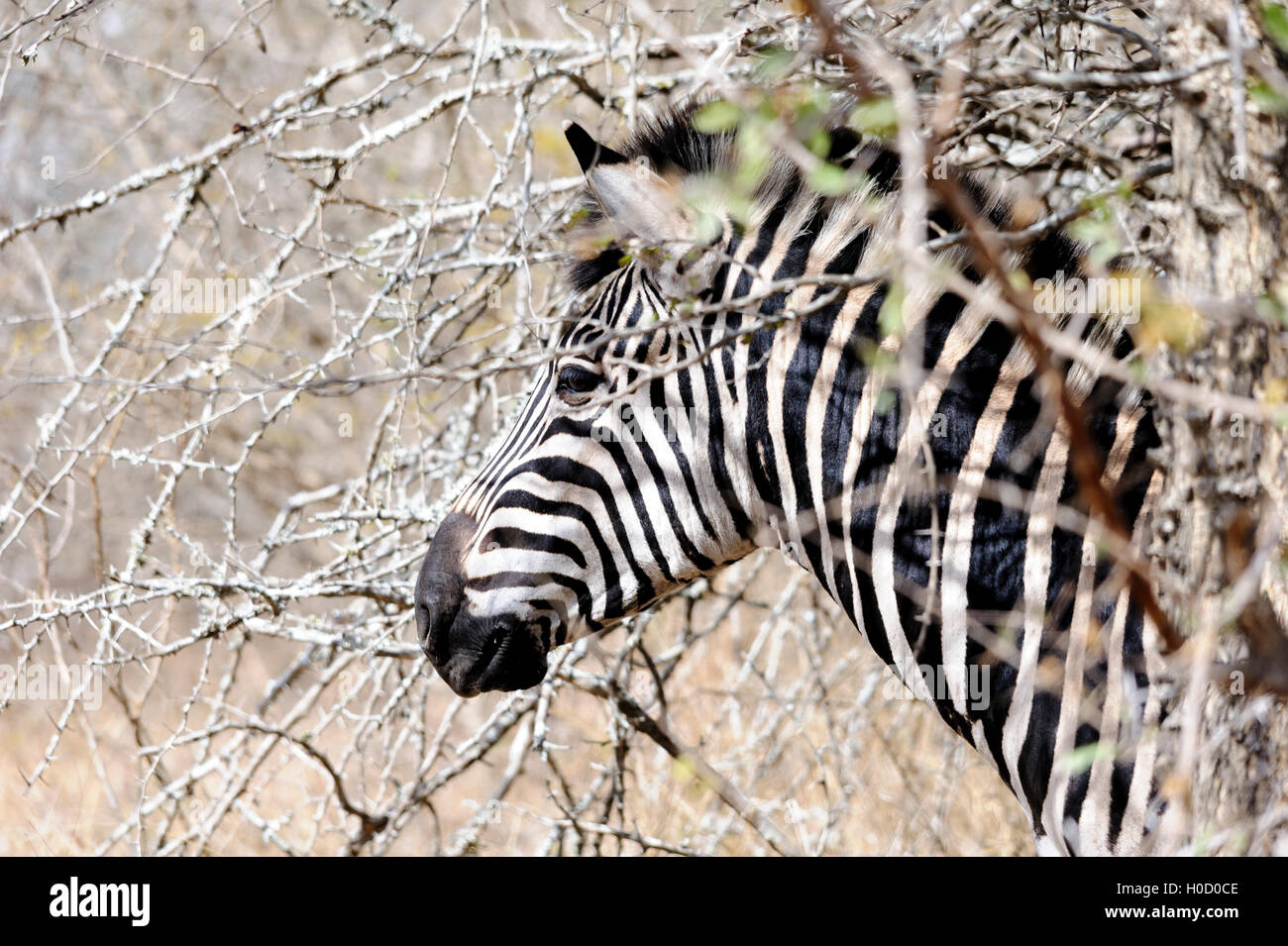 Profil latéral d'un zèbre de Burchell avec des rayures saisissantes, portrait d'animal, capturé en Afrique du Sud, safari, destination de voyage sauvage Banque D'Images