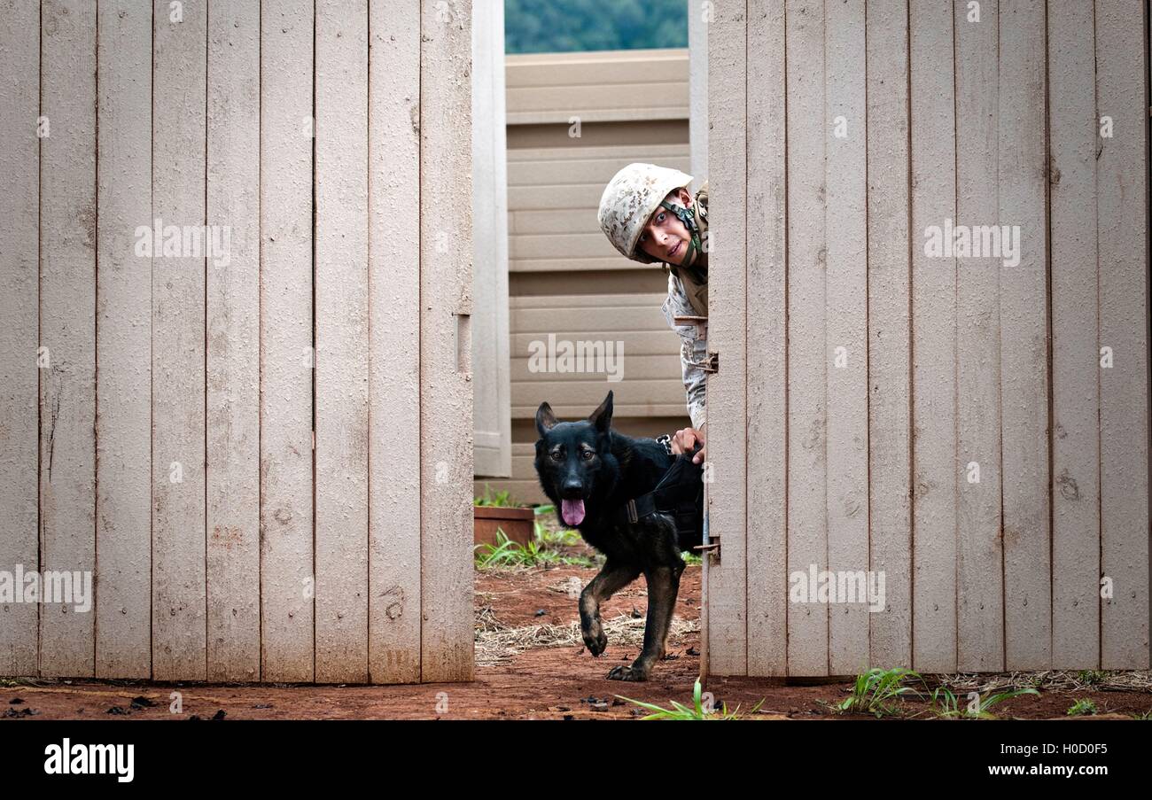 Un Corps des Marines américains de chien se moque de sa tête par une clôture au cours de la 2012 îles hawaïennes à la compétition de chiens de travail Schofield Barracks, le 19 juin 2012 à Honolulu, Hawaï. Banque D'Images