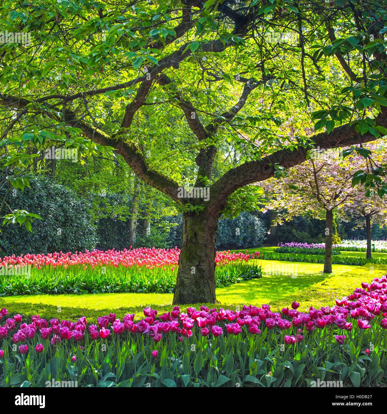 Tulipe rouge ou le jardin au printemps, le motif ou la texture d'arrière-plan Banque D'Images