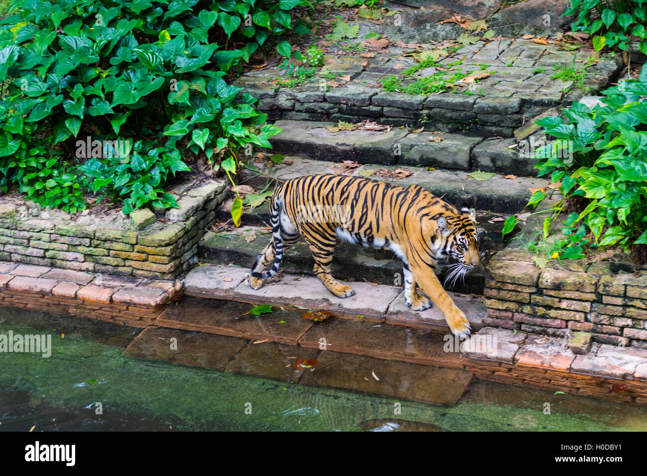 Tiger walking autour de points d'eau Banque D'Images