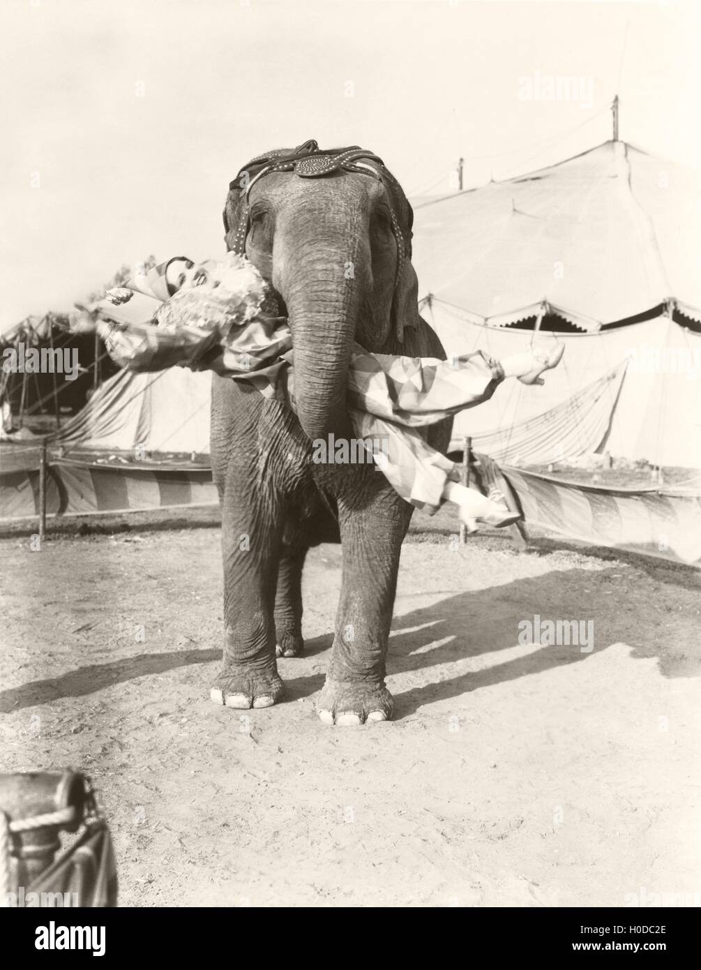 Levée de l'éléphant au circus clown femelle Banque D'Images