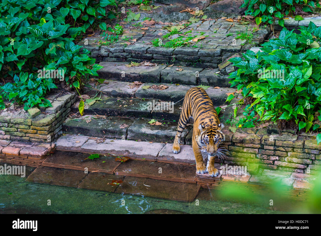 Tiger près de l'eau Banque D'Images