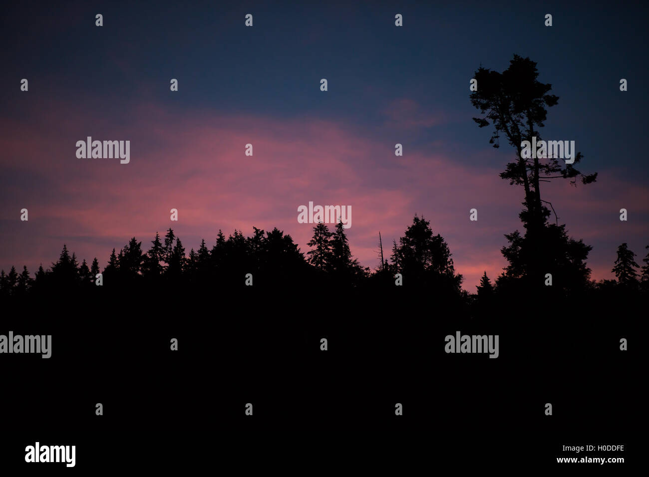 Arbres en silhouette derrière un ciel bleu et rose au coucher du soleil à Washington Banque D'Images