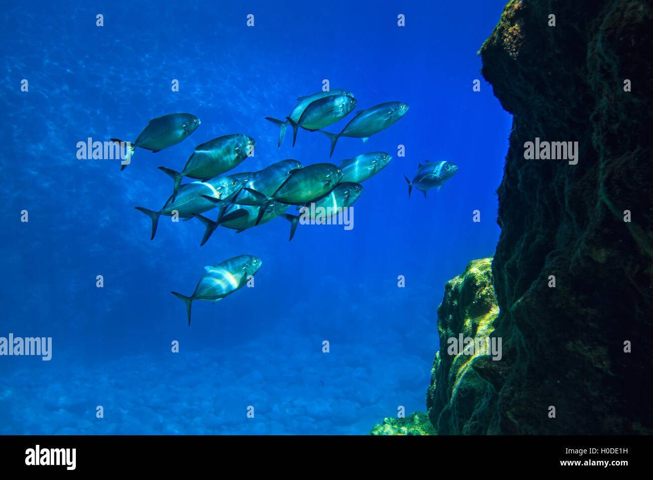 Or l'École de poissons dans l'eau bleue Banque D'Images