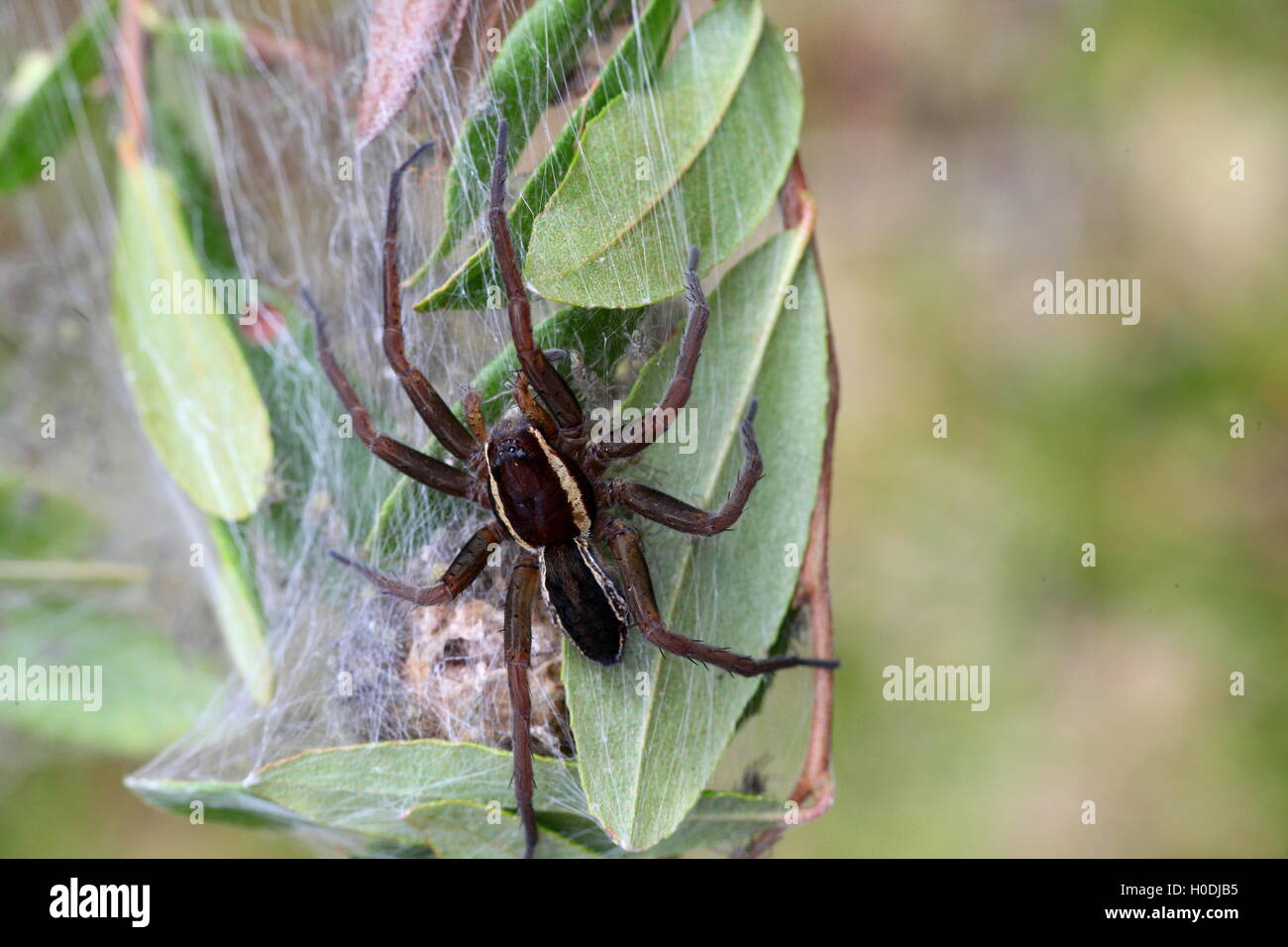 Nid d'un radeau spider, la plus grande et la plus acerbe des araignées Banque D'Images