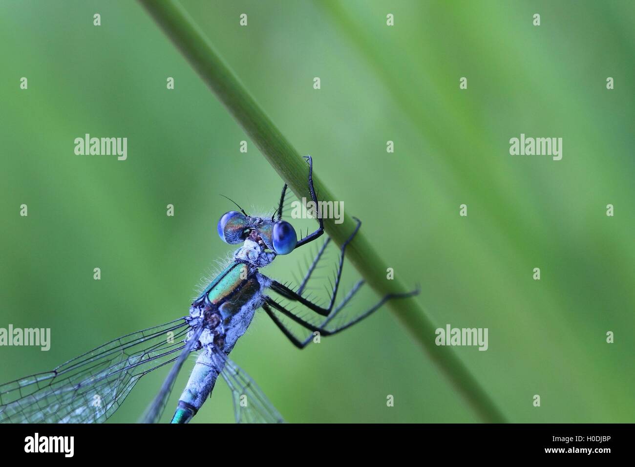 Demoiselle d'Émeraude, Lestes sponsa Banque D'Images