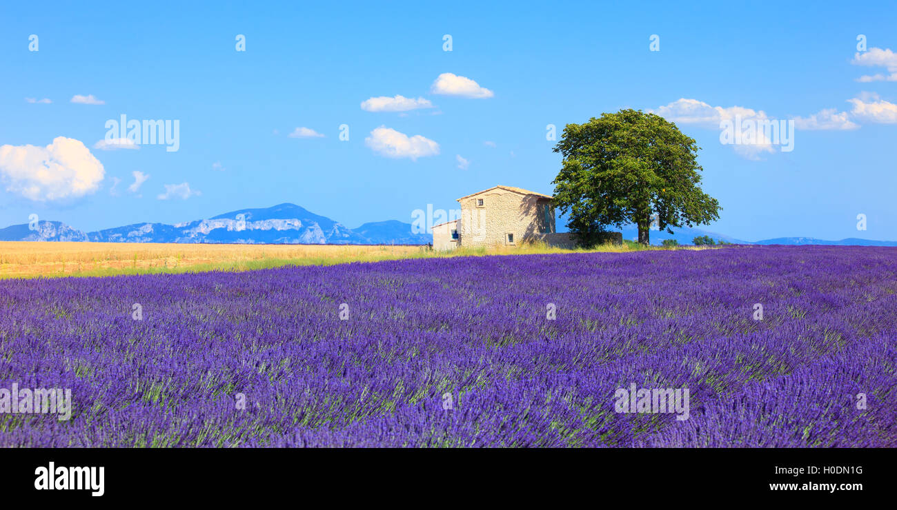 Fleurs de Lavande fleurs de champ, blé, house et lonely tree. Vue panoramique. Plateau de Valensole, Provence, France, Europe. Banque D'Images