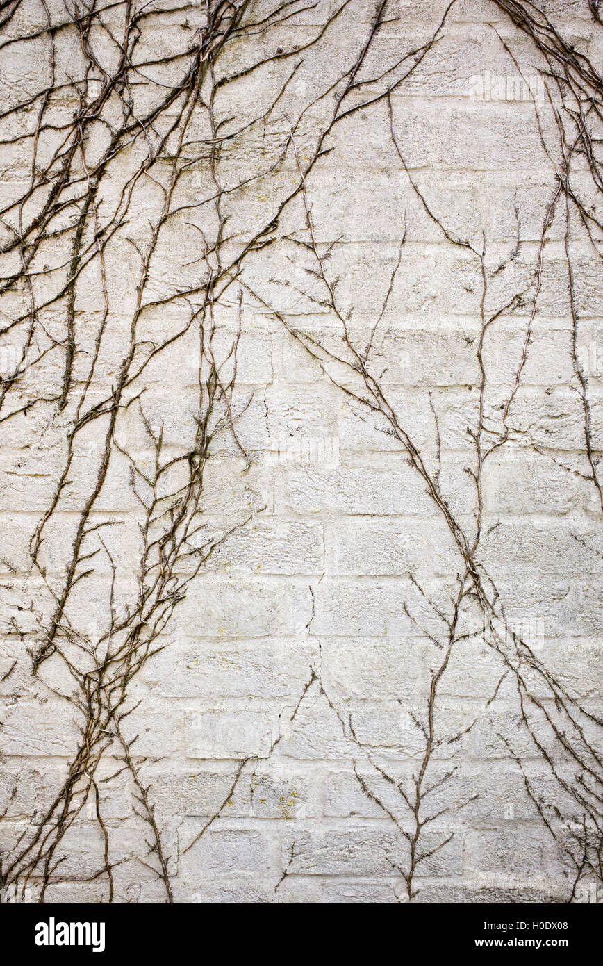 Les tiges de lierre mort sur un mur de brique peint Banque D'Images