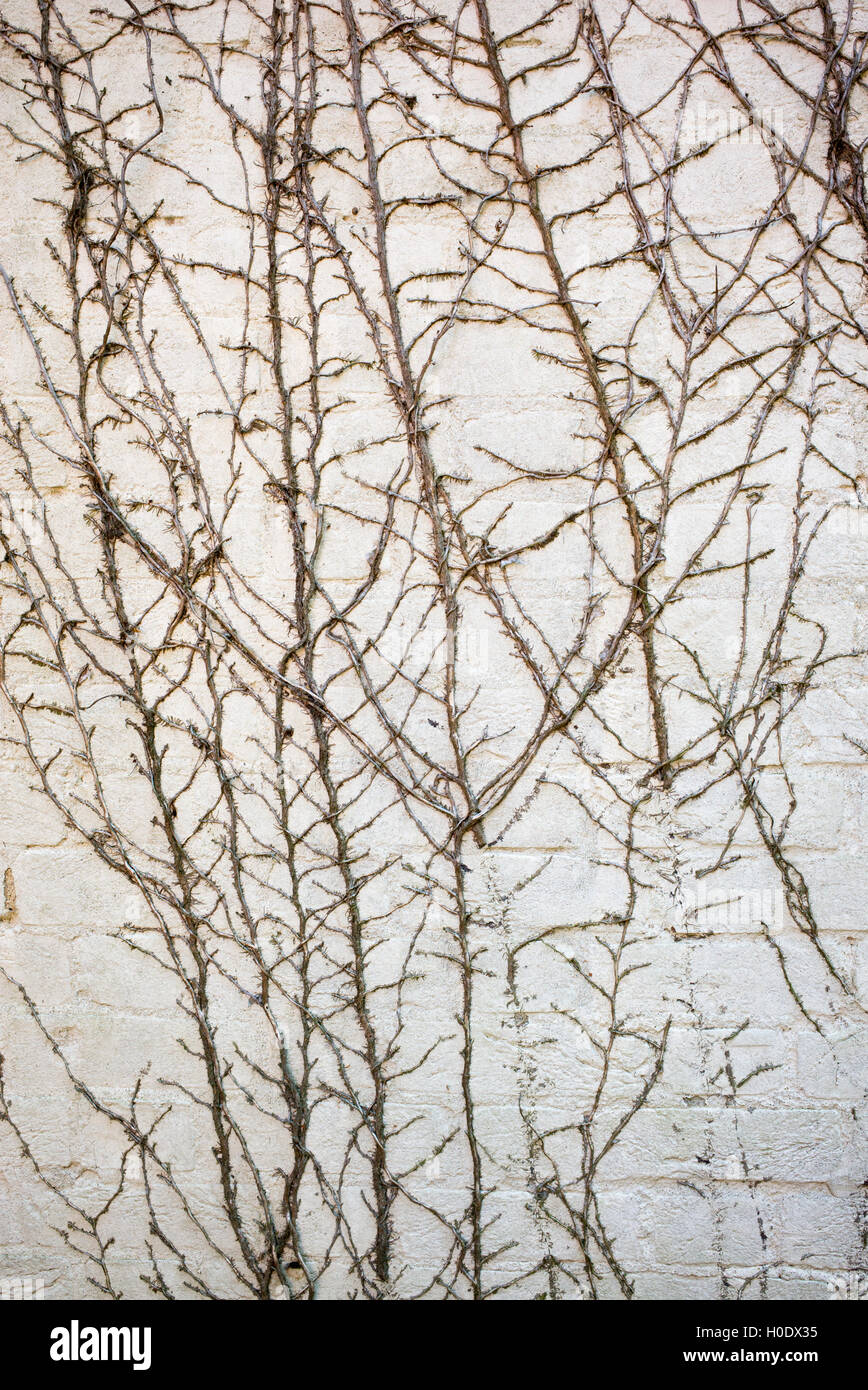 Les tiges de lierre mort sur un mur de brique peint Banque D'Images