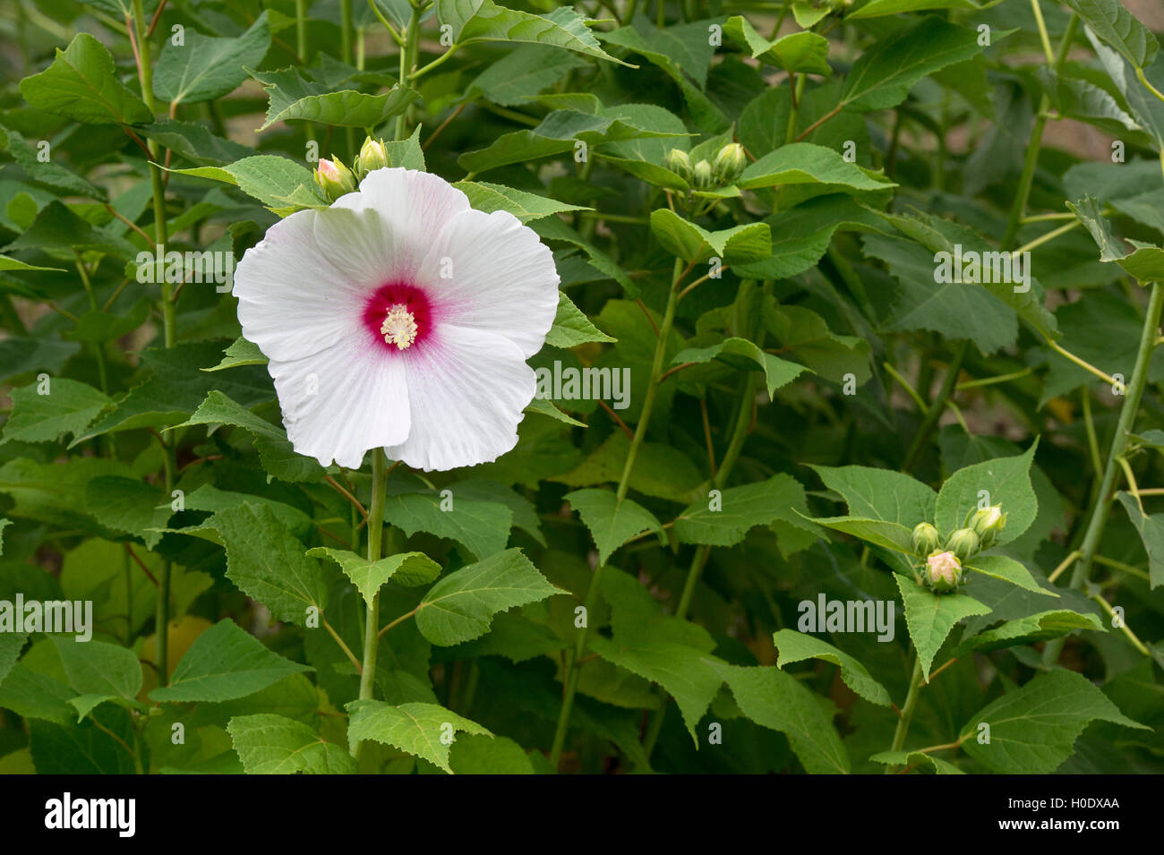 L'Hibiscus moscheutos. Fleur mauve rose Banque D'Images