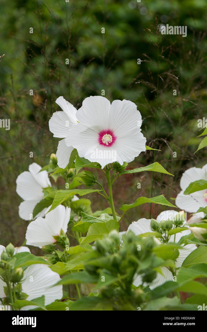L'Hibiscus moscheutos. Fleur mauve rose Banque D'Images