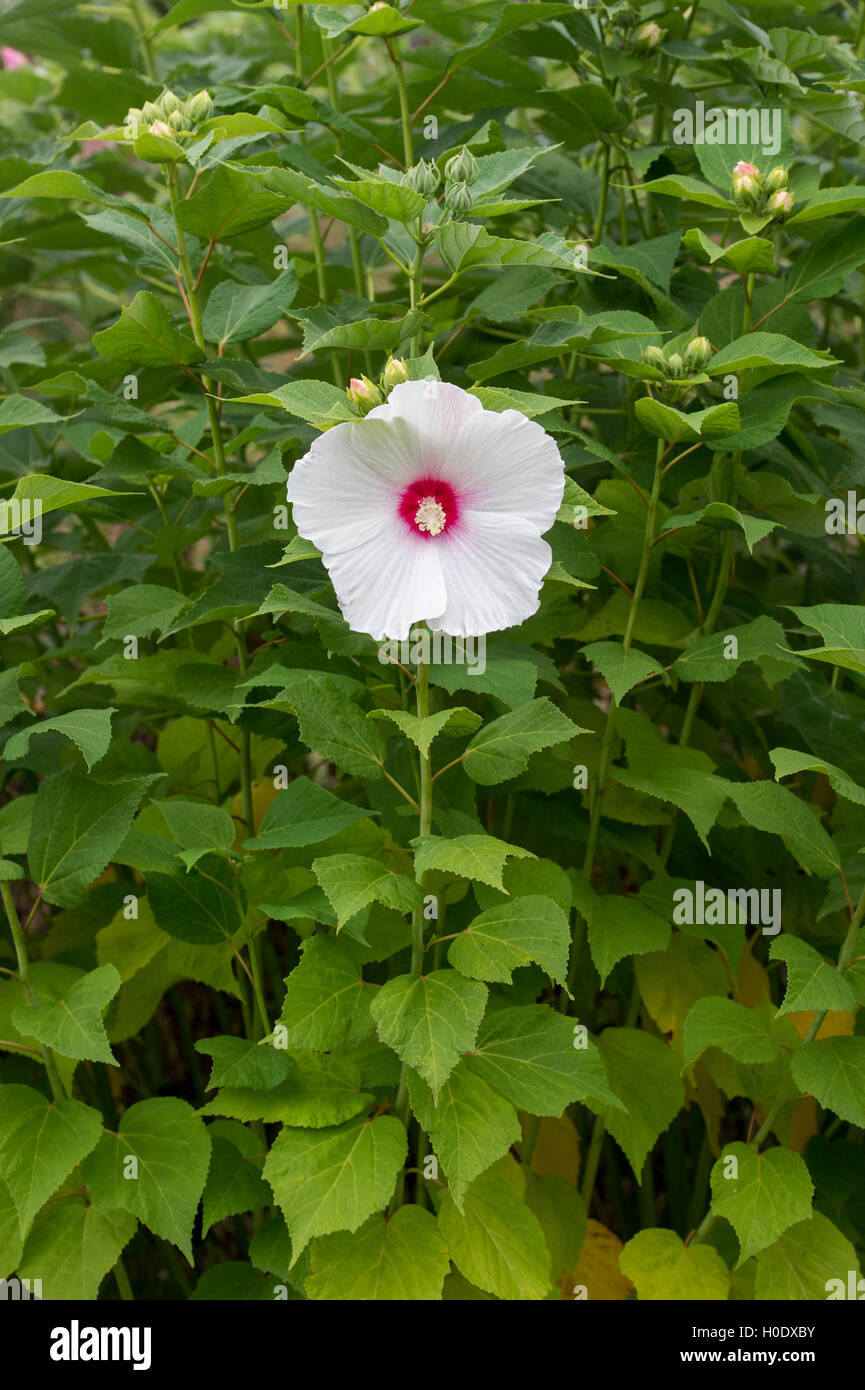 L'Hibiscus moscheutos. Fleur mauve rose Banque D'Images