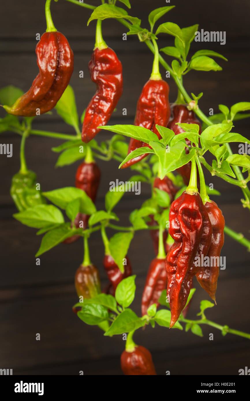 Chaud épicé Bhut Jolokia Ghost les poivrons. La culture intérieure très hot chili burn. Peppers Ghost sur un arrière-plan. Capsicum Banque D'Images