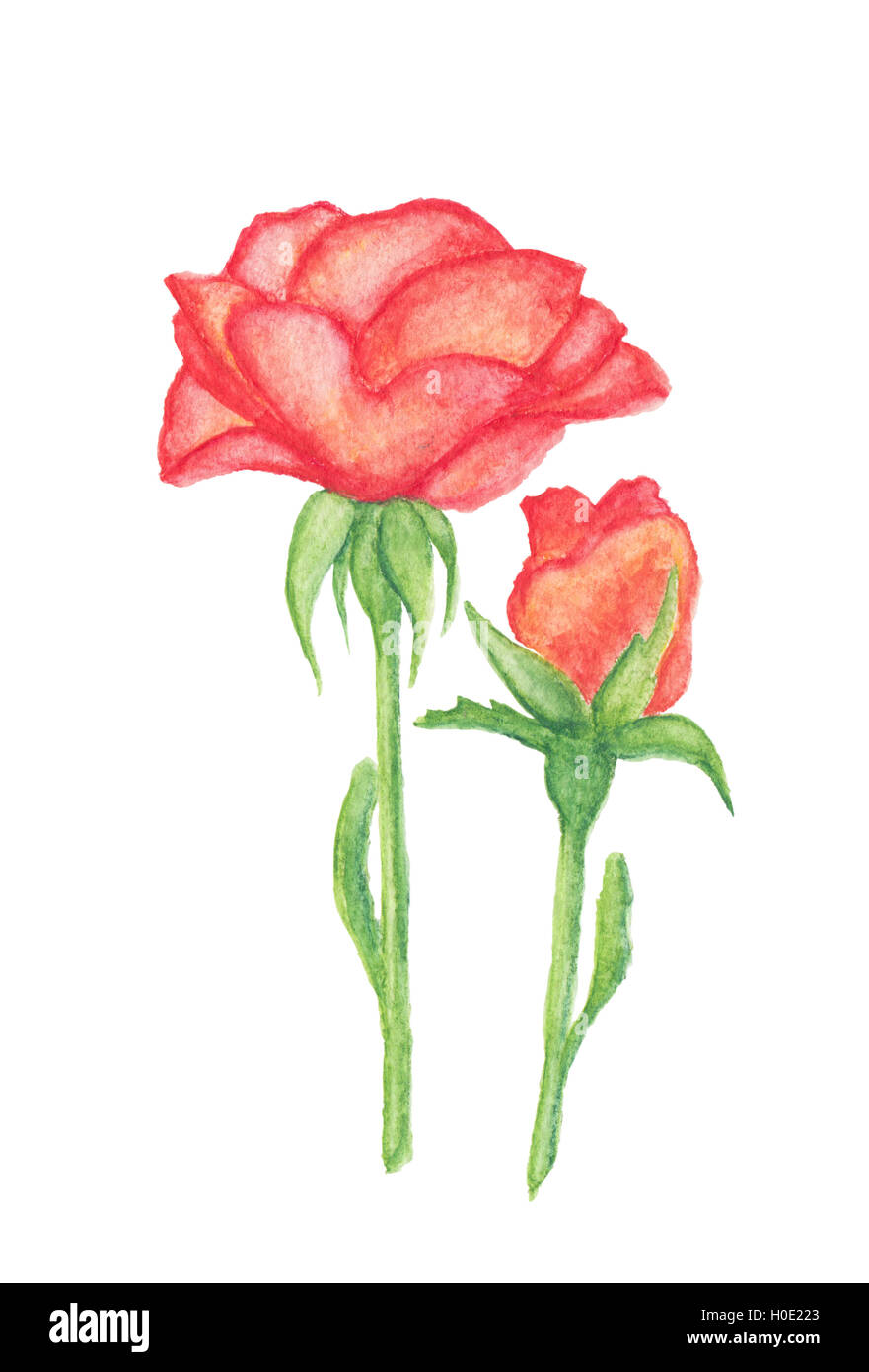 Rose et Orange bud dessin crayons aquarelle isolated on white Banque D'Images