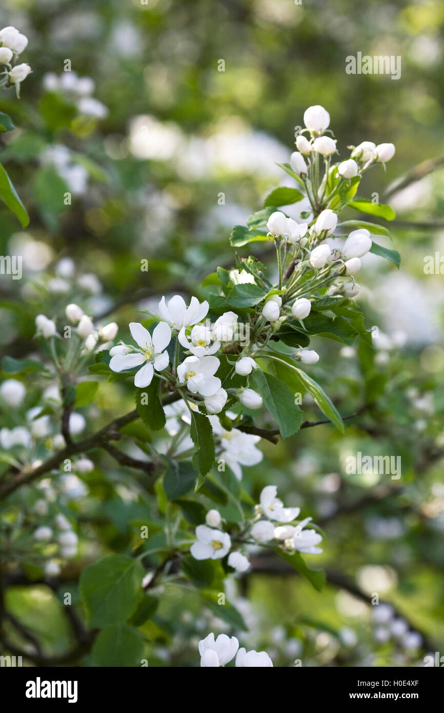 Malus pumila 'Dartmouth'. Crab Apple Blossom dans un verger. Banque D'Images