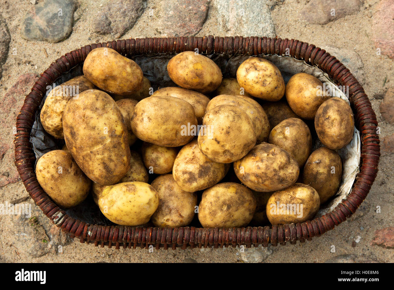 Panier en osier rempli de pommes de terre fraîchement creusée debout sur stony motifs. En Pologne, en septembre. A proximité, télévision, vue horizontale. Banque D'Images