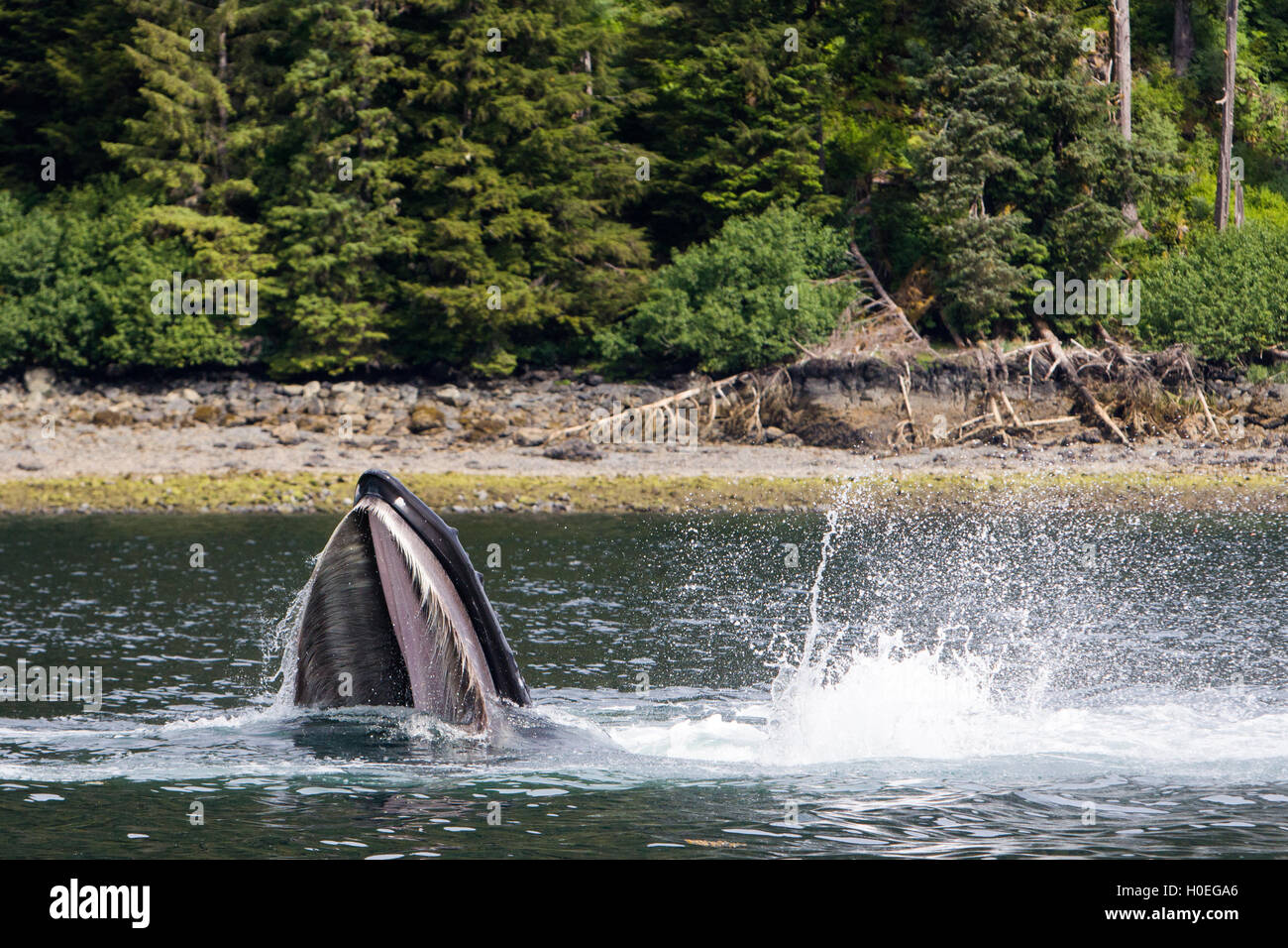 Une baleine à bosse se nourrir près de la côte dans le sud-est de l'Alaska à l'aide d'un moyen unique de s'échapper de capture les alevins de saumon. Banque D'Images