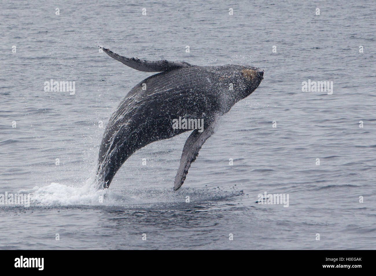 Humpback Whale breaching dans le sud-est de l'Alaska Banque D'Images