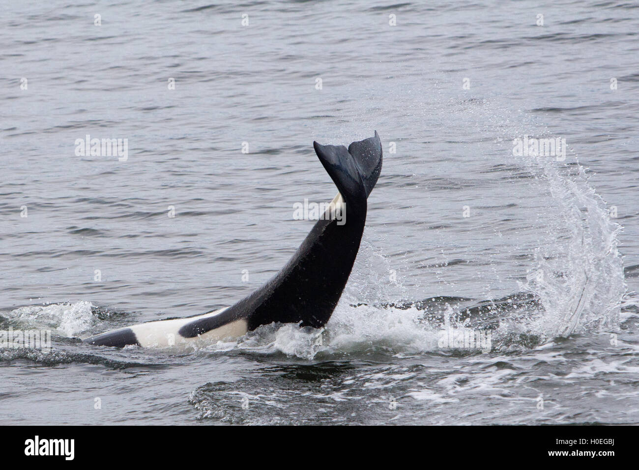 Killer whale tail slapping dans le sud-est de l'Alaska Banque D'Images