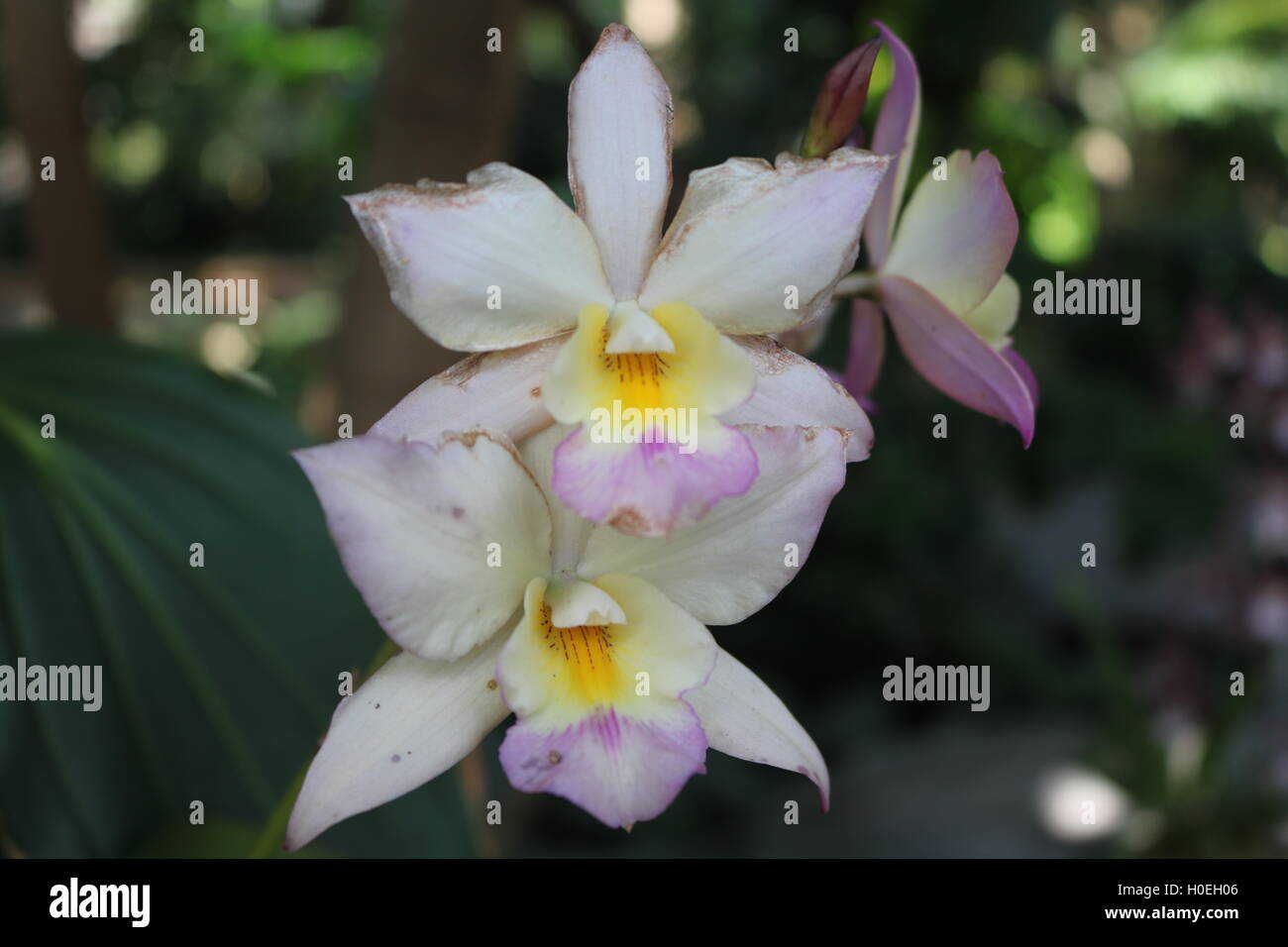 Rose et jaune Banque de photographies et d’images à haute résolution