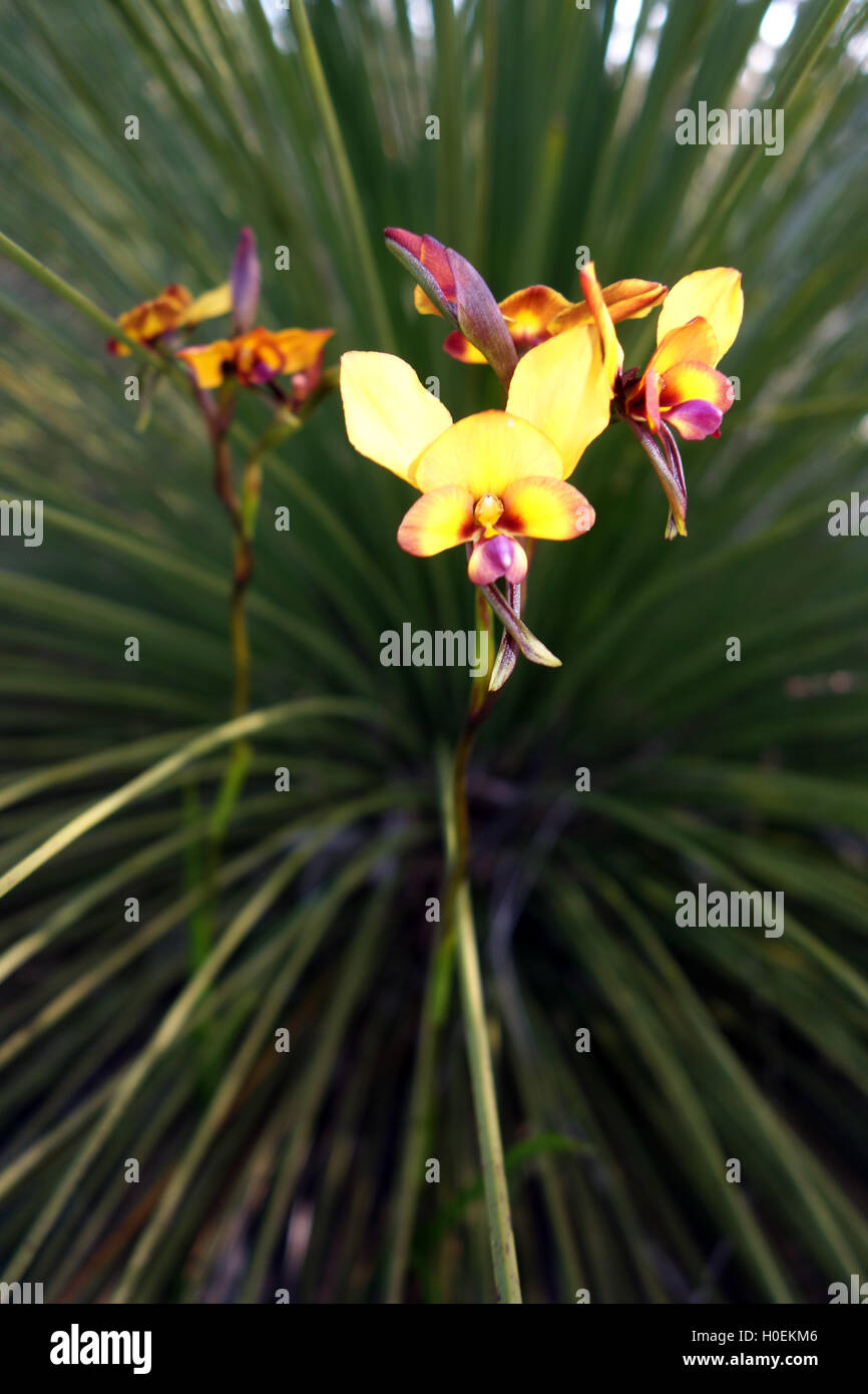 Donkey orchids (Diuris sp.), fleurs sauvages en Koondoola Bushland régional, Perth, Australie occidentale Banque D'Images