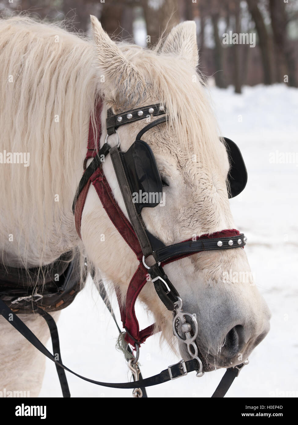 Cheval blanc prêt pour sleigh ride close-up Banque D'Images