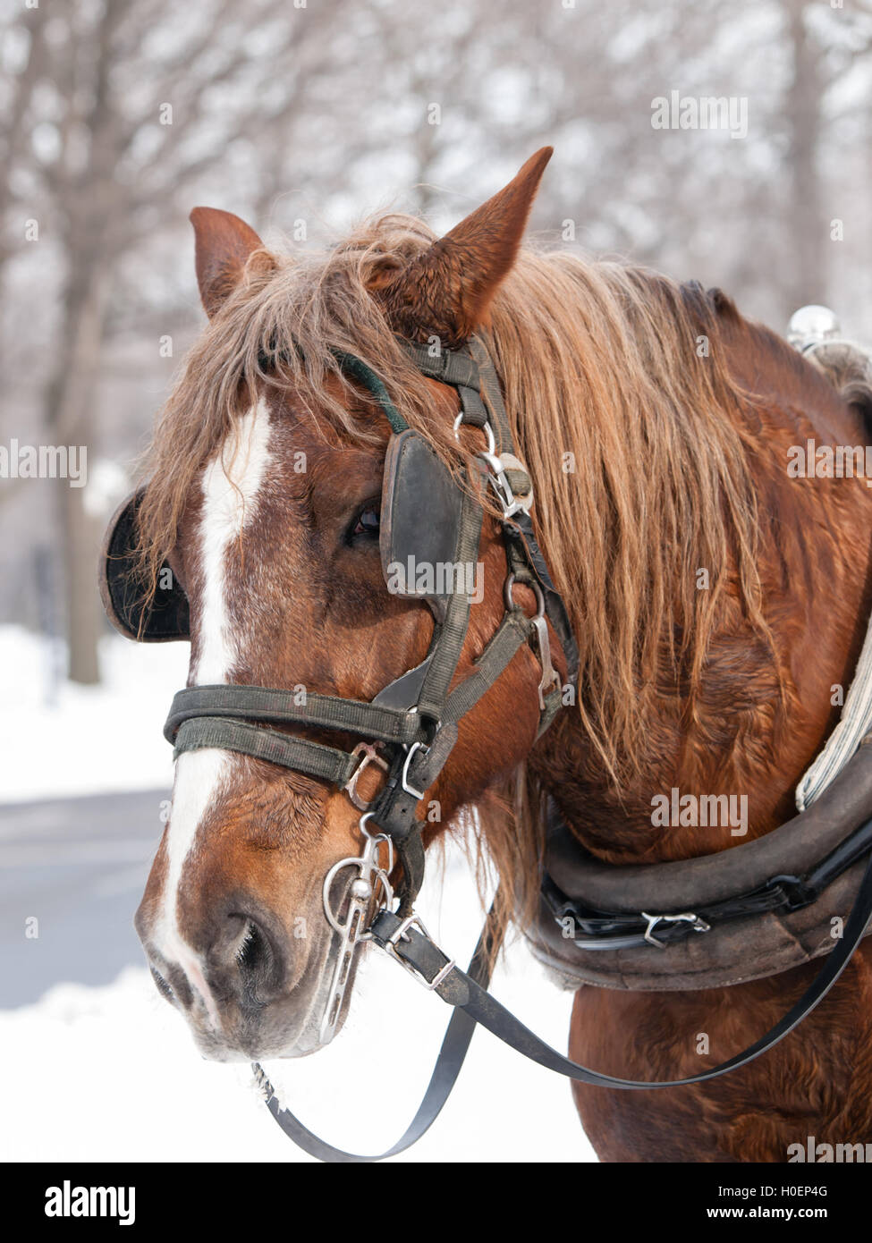 Cheval brun prêt pour sleigh ride close-up Banque D'Images