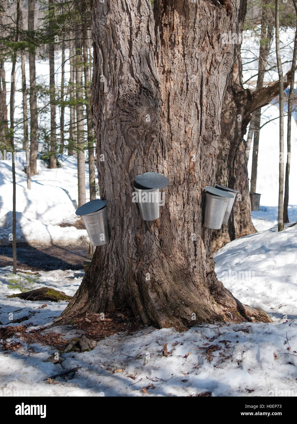 Arbre d'érable avec des seaux traditionnels Banque D'Images