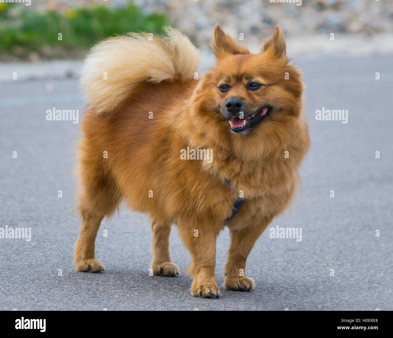 Chien Pomeranian rouge debout. Banque D'Images