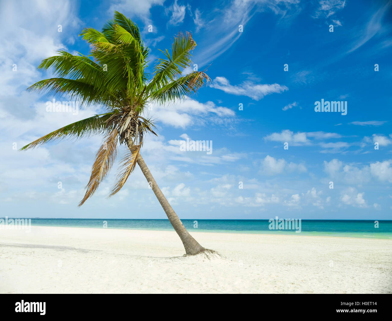 Mer des Caraïbes et de palmiers au Mexique, Riviera Maya Banque D'Images