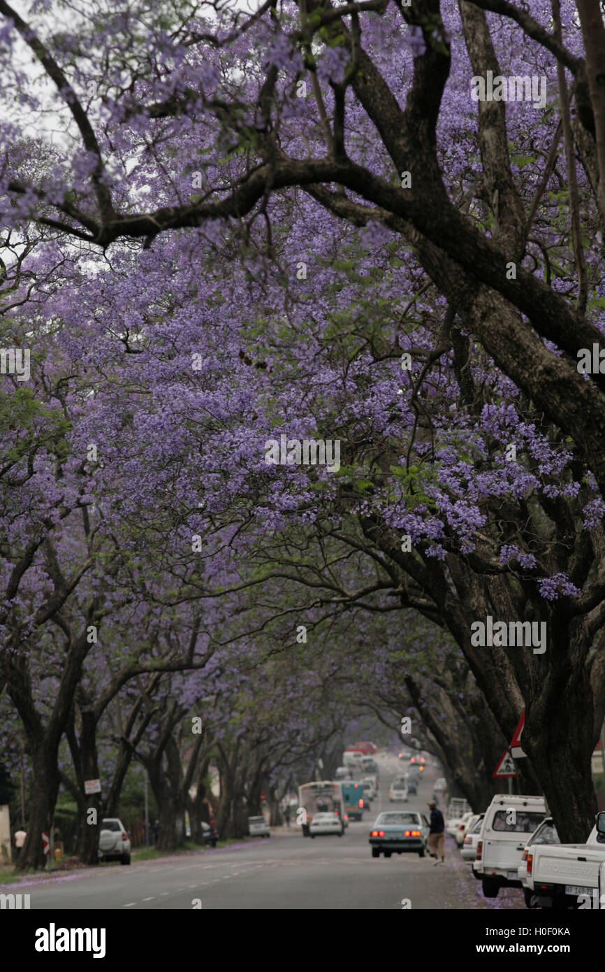 Pietermaritzburg jacarandas en fleurs Banque D'Images
