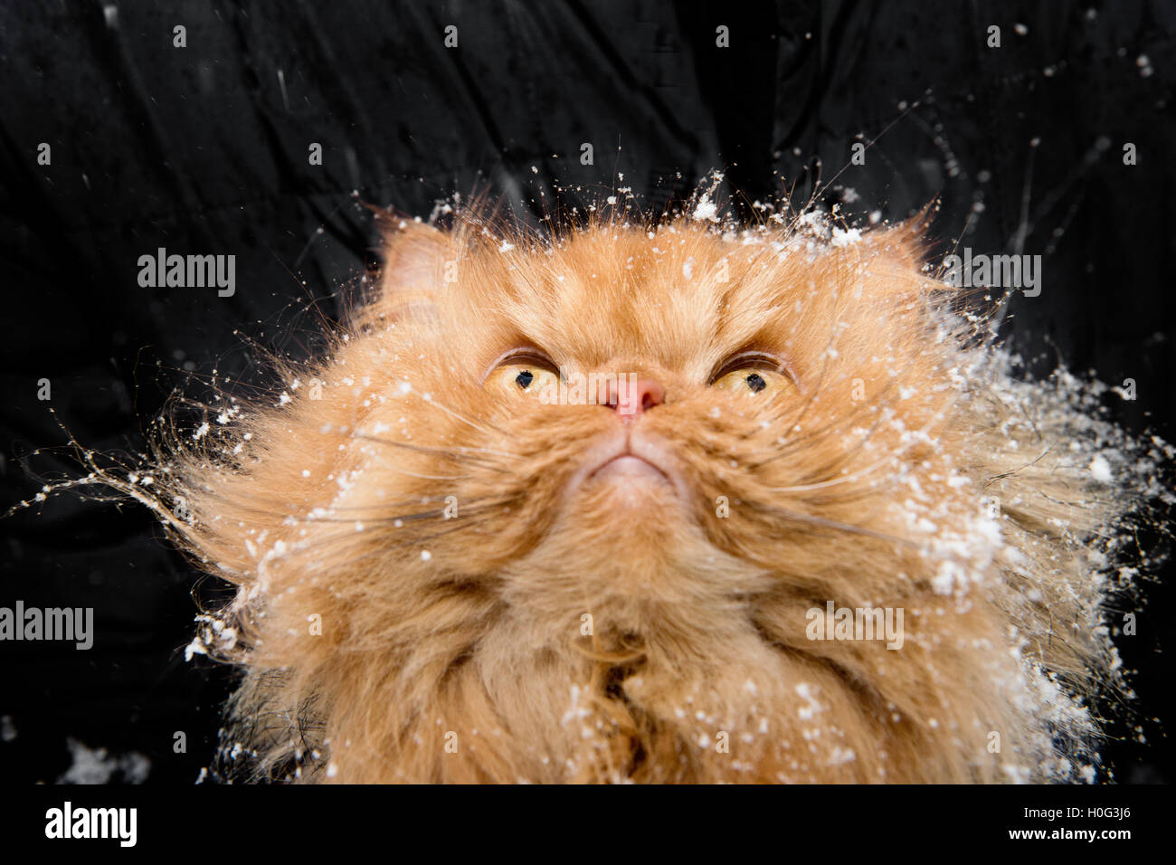 Chat Persan A La Recherche Jusqu A La Neige Qui Tombe Photo Stock Alamy
