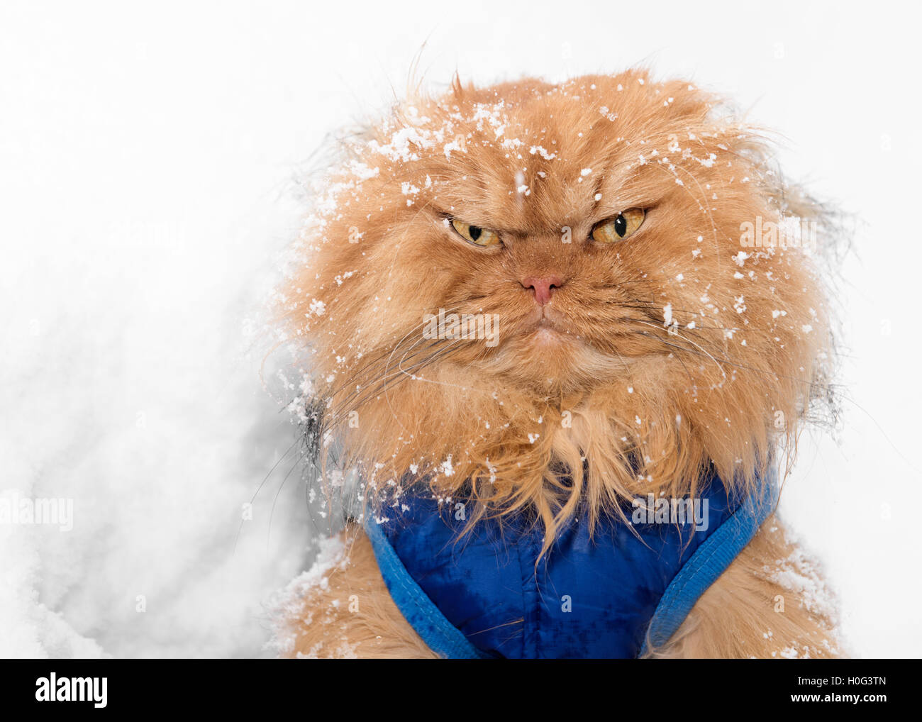 Portrait de chat Persan dans la neige Banque D'Images