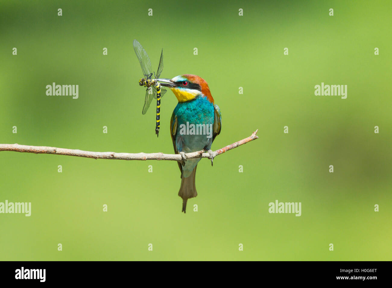 Guêpier d'Europe (Merops apiaster) adulte perché sur twig près de nid, avec libellule dans son bec, Bulgarie, Europe Banque D'Images
