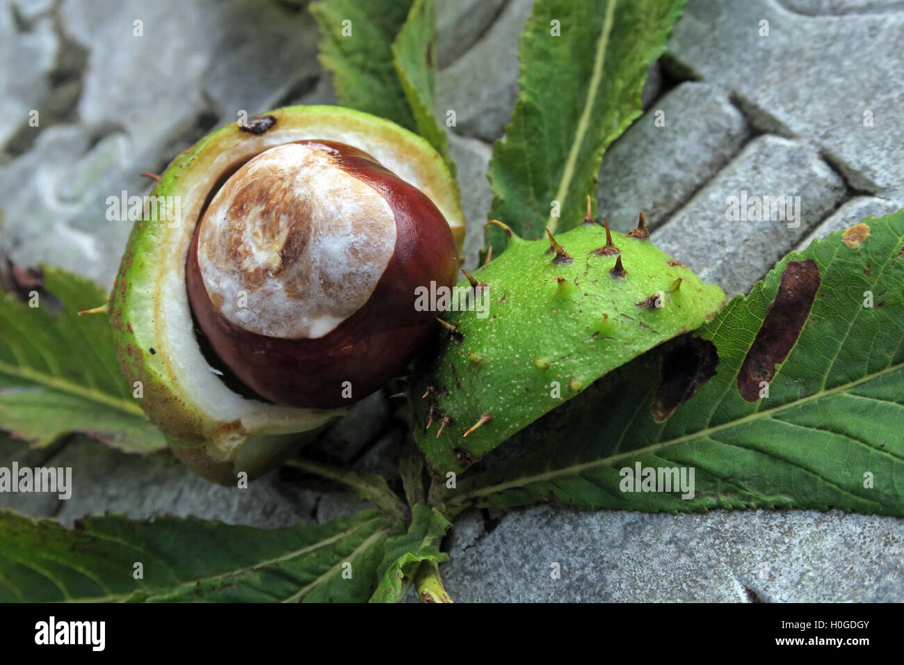 L'Châtaignes, parfait pour l'automne conkers en Angleterre, Royaume-Uni Banque D'Images