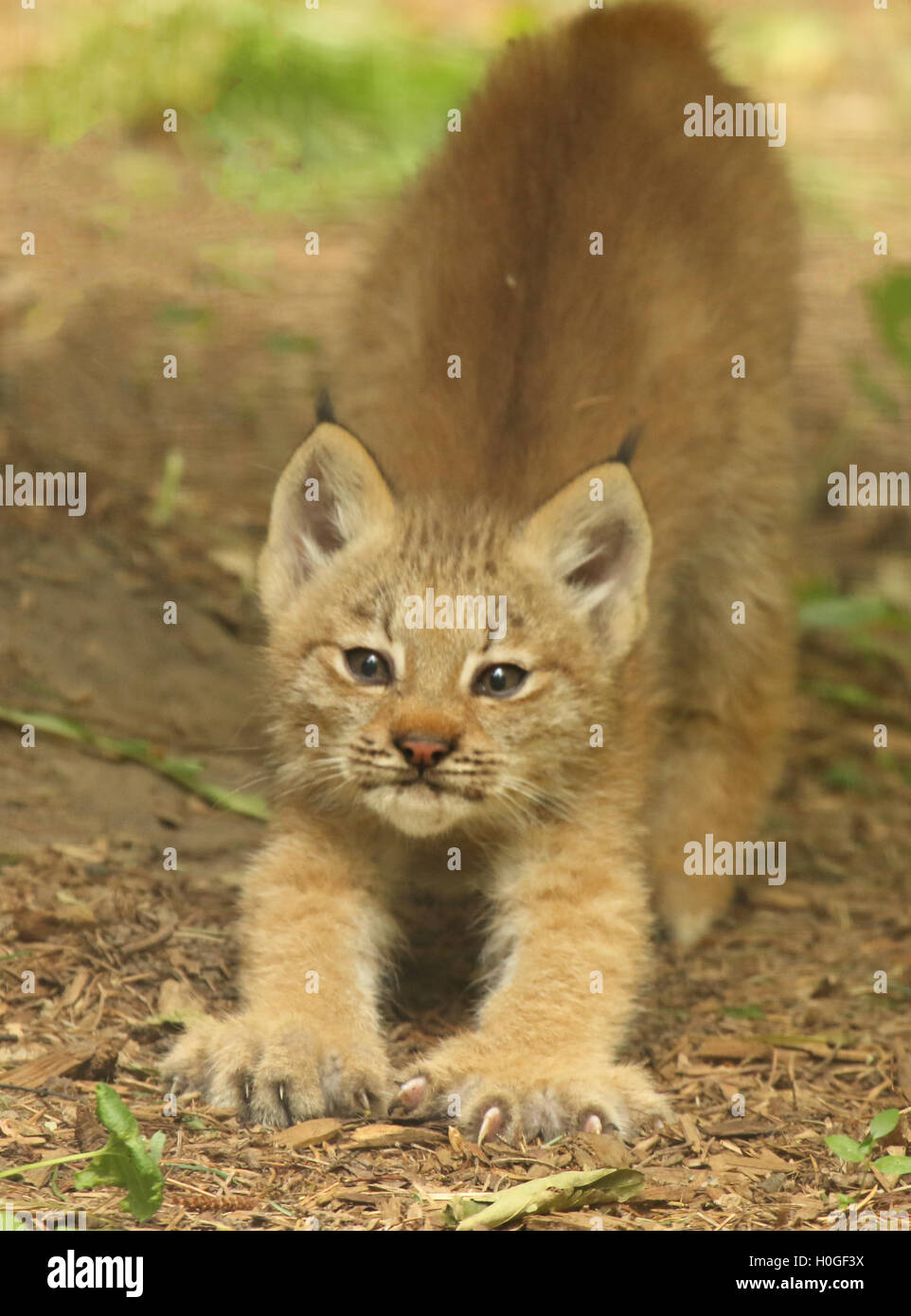 Un bébé Lynx du Canada étend ses griffes. Banque D'Images