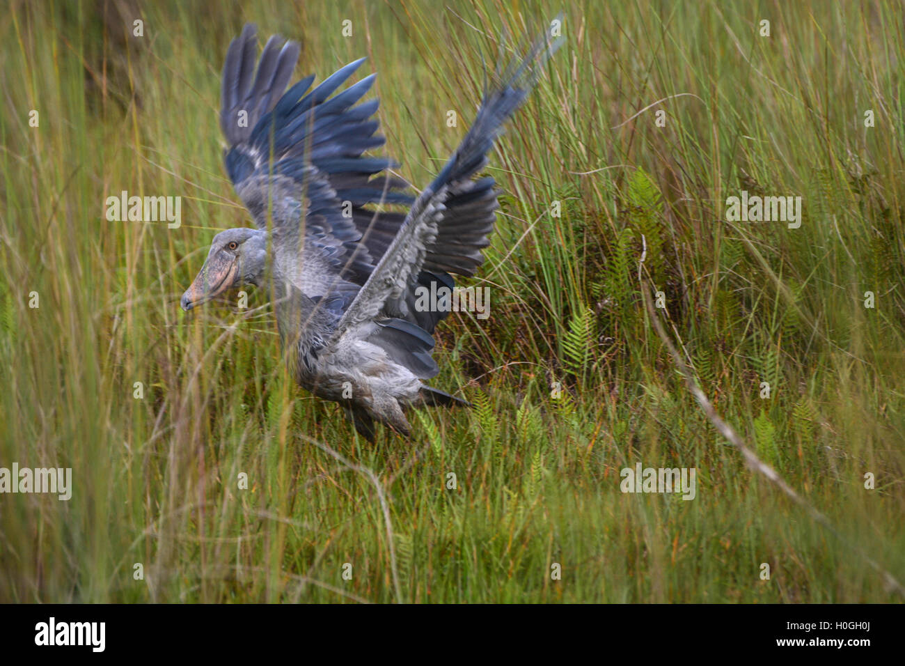 Shoebill dans le marais Banque D'Images