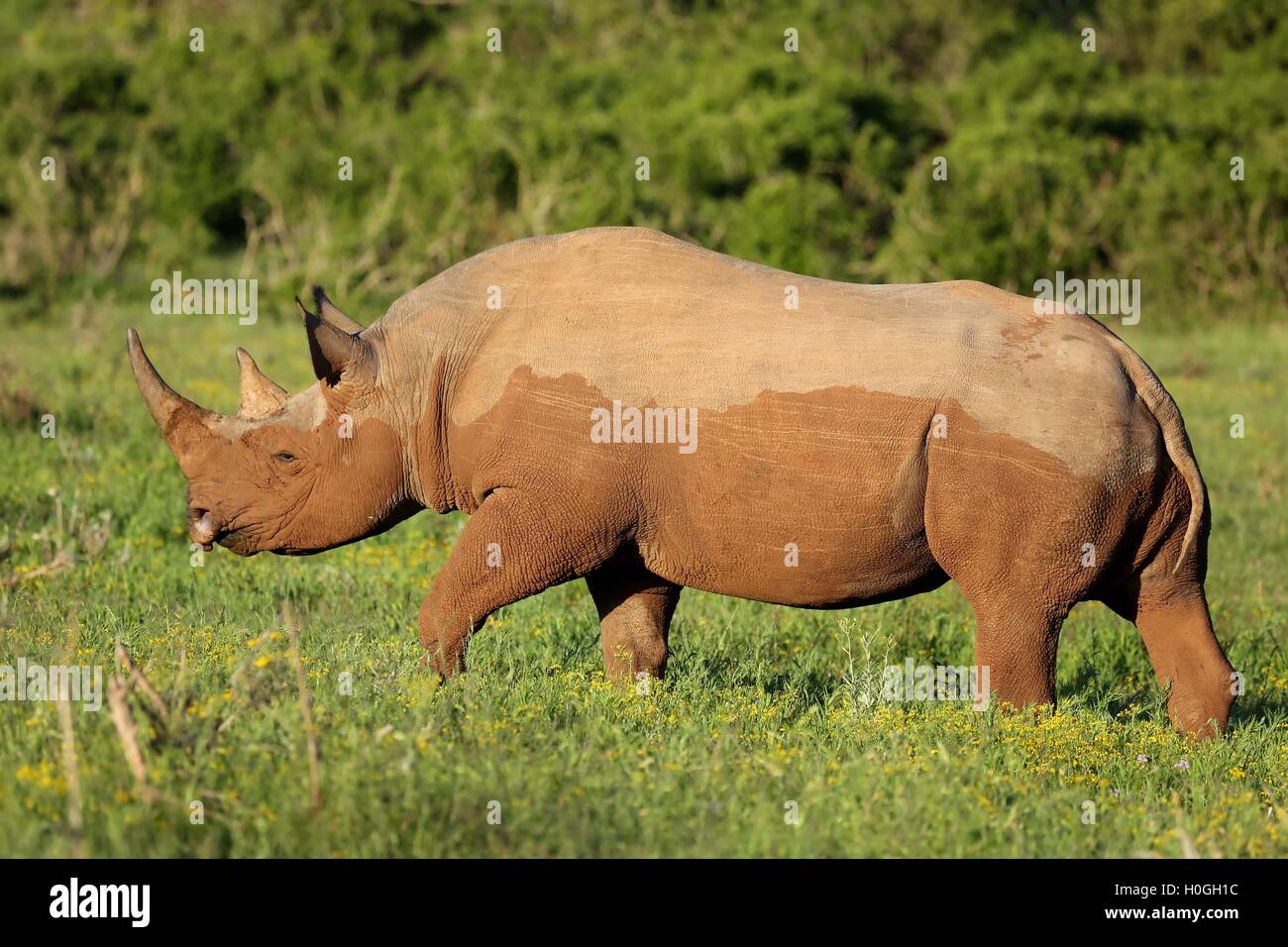 De rares rhinocéros noirs Banque D'Images