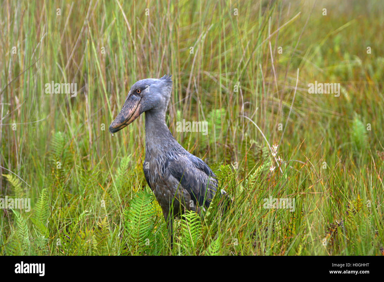 Shoebill dans le marais Banque D'Images