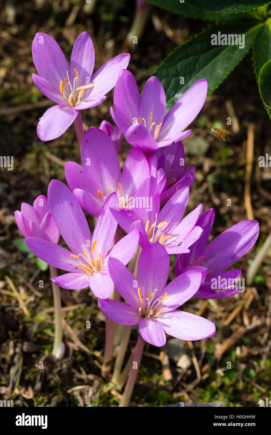 Septembre rose fleurs de la prairie de safran, Colchicum autumnale