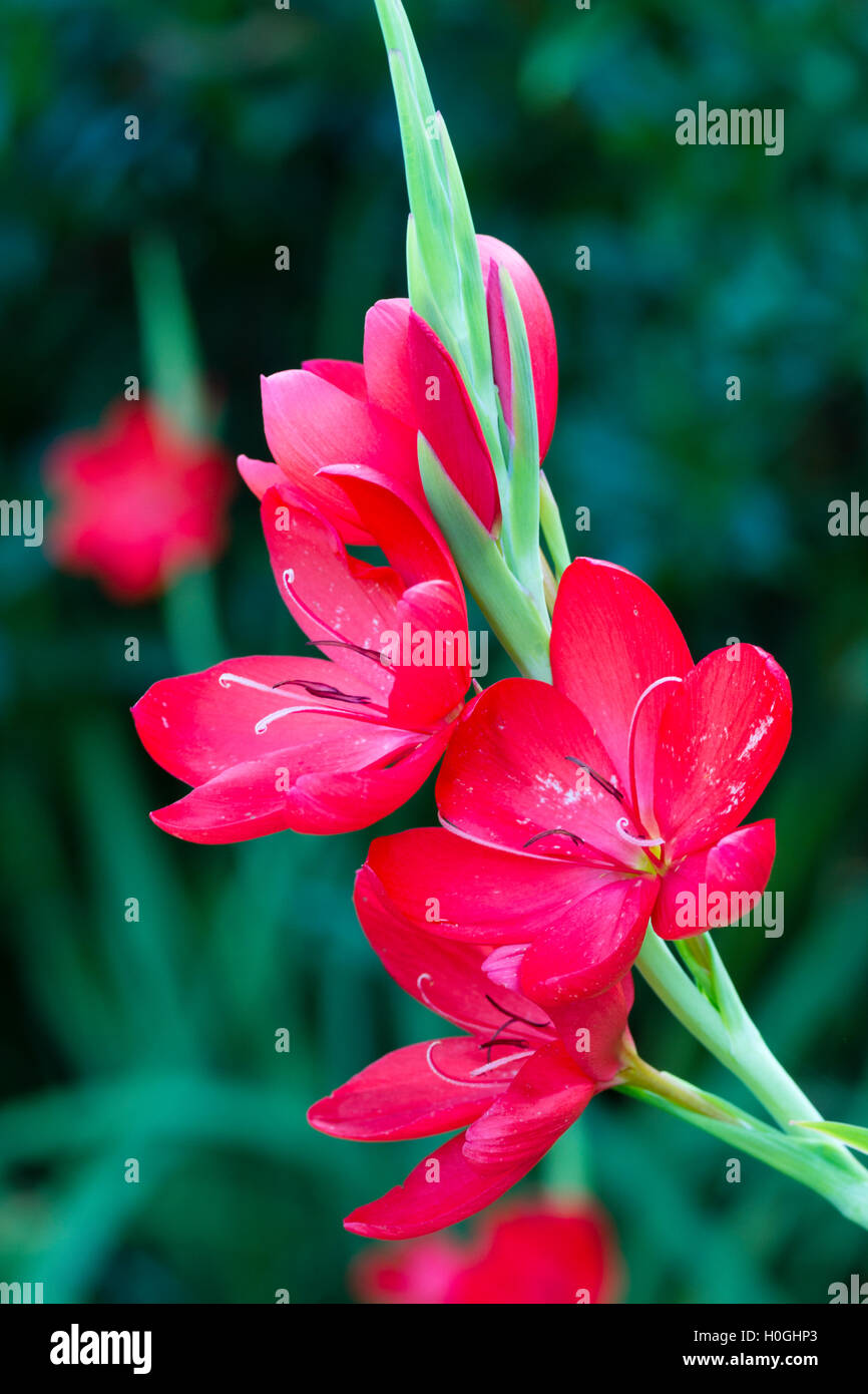 Seule fleur de l'automne, de l'ampoule en fleurs 'Major' Hesperantha coccinea Banque D'Images